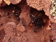 Myrmecocystus mendax