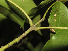 Ormosia hosiei