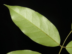 Ormosia hosiei