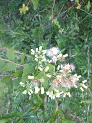 Baccharis anomala