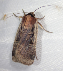 Parabagrotis