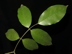 Ormosia hosiei