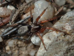 Gnaphosinae
