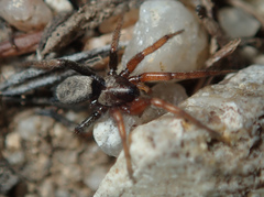 Gnaphosinae