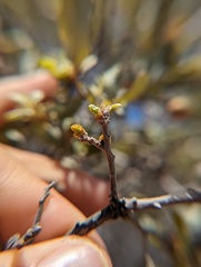 Cerococcus quercus