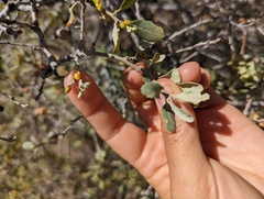 Cerococcus quercus