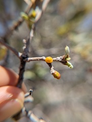 Cerococcus quercus