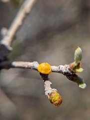 Cerococcus quercus
