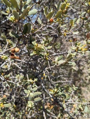 Cerococcus quercus
