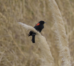 Agelaius phoeniceus mailliardorum