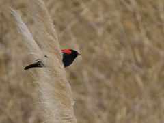 Agelaius phoeniceus mailliardorum