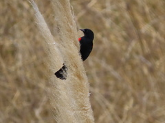 Agelaius phoeniceus mailliardorum