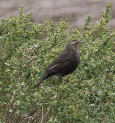 Agelaius phoeniceus mailliardorum