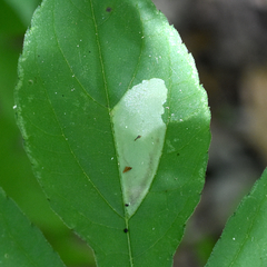 Calycomyza ambrosiae