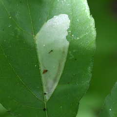 Calycomyza ambrosiae