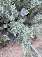 Lavandula pinnata