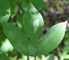 Calycomyza ambrosiae