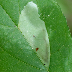 Calycomyza ambrosiae
