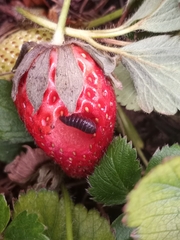 Armadillidium vulgare