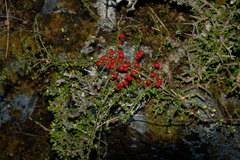 Coprosma depressa