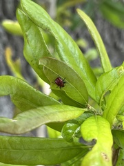 Homoeolabus analis