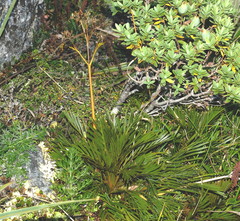 Aciphylla similis