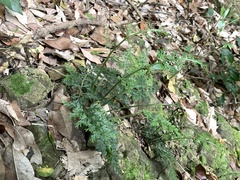Asplenium ritoense