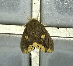 Euproctis quadrangularis