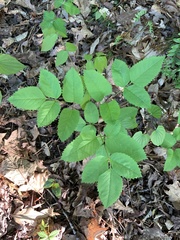 Ligusticum canadense
