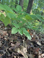 Ligusticum canadense