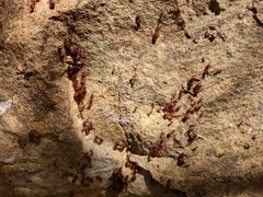 Pheidole obtusospinosa