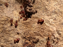 Pheidole obtusospinosa