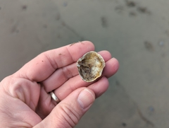 Brachiopoda