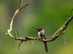 Jacamaralcyon tridactyla