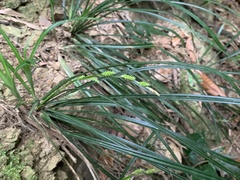 Carex sociata