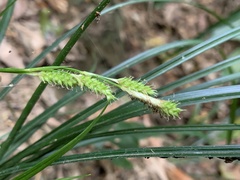 Carex sociata