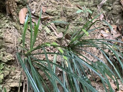 Carex sociata