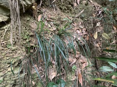 Carex sociata