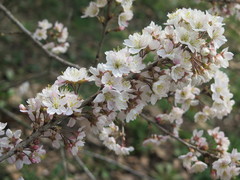Prunus pseudocerasus