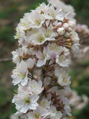 Prunus pseudocerasus