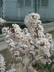 Prunus pseudocerasus