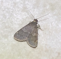 Hydrillodes lentalis