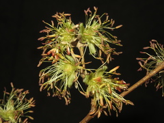 Parrotia subaequalis