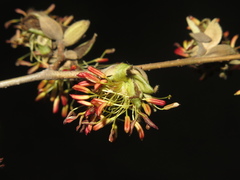 Parrotia subaequalis