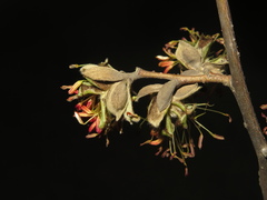 Parrotia subaequalis