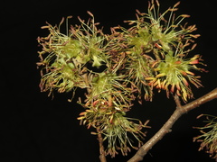 Parrotia subaequalis