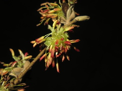 Parrotia subaequalis