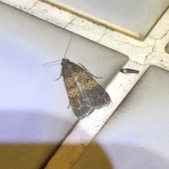 Hydrillodes lentalis