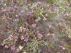 Castilleja ambigua insalutata