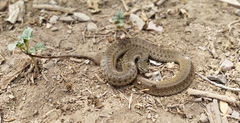 Thamnophis validus